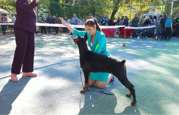 фото добермана с владельцем на выставке 